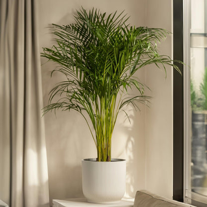 Pacaya - Palmera De Salón - 2 Pzs - Chamaedorea Elegans - Altura 50-60cm - ⌀17cm_1