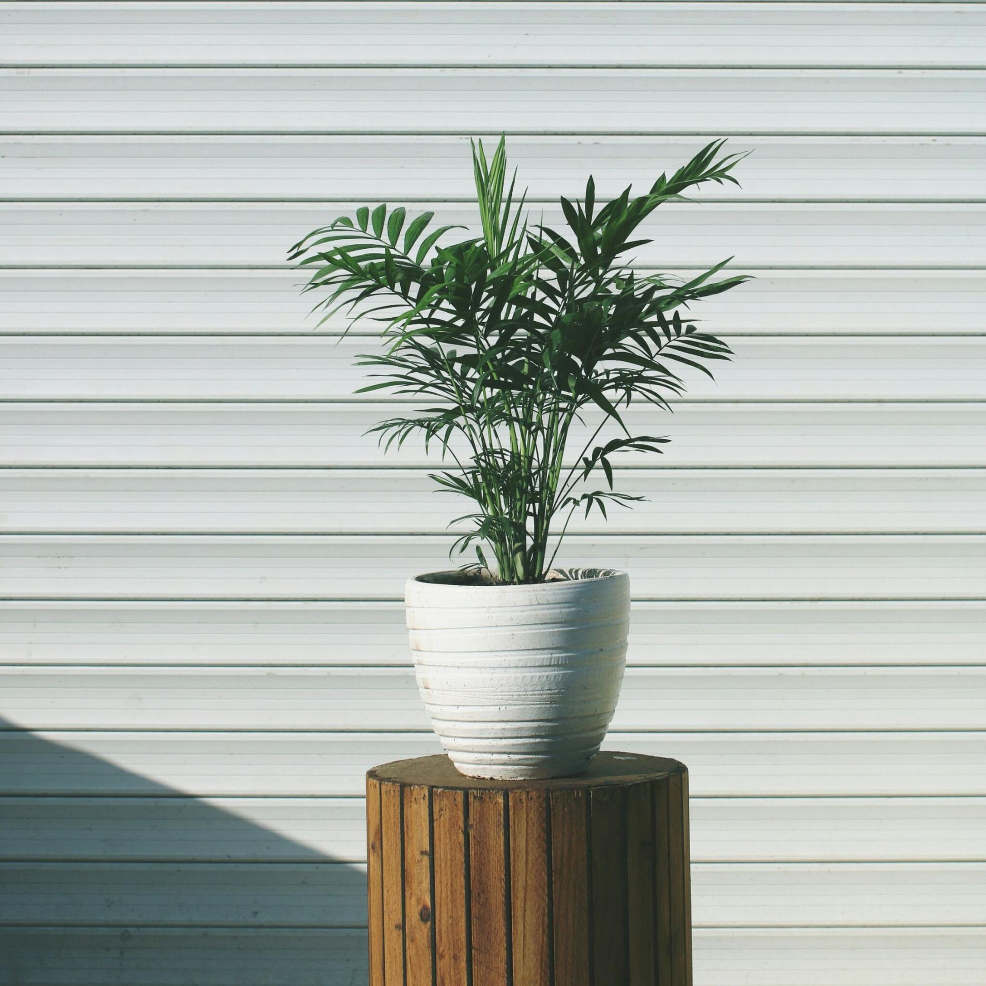Pacaya - Palmera De Salón - Chamaedorea Elegans - Altura 30-40cm - ⌀12cm_1