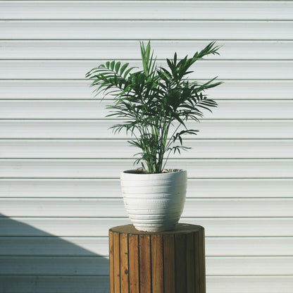 Pacaya - Palmera De Salón - Chamaedorea Elegans - Altura 30-40cm - ⌀12cm_1