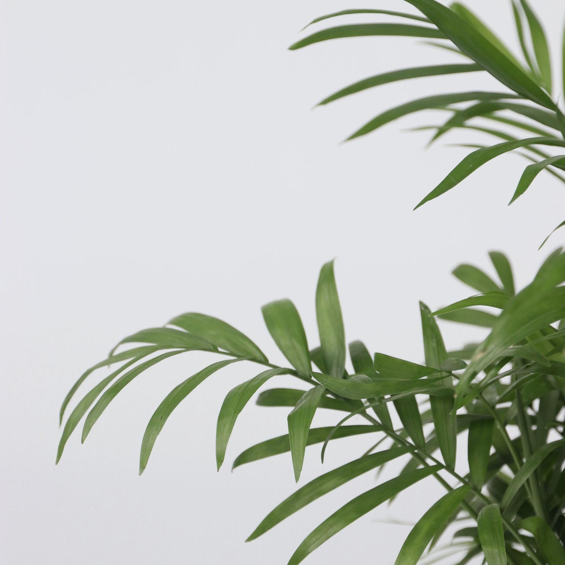 Pacaya - Palmera De Salón - Chamaedorea Elegans - Altura 30-40cm - ⌀12cm_3