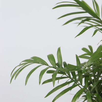 Pacaya - Palmera De Salón - Chamaedorea Elegans - Altura 30-40cm - ⌀12cm_3