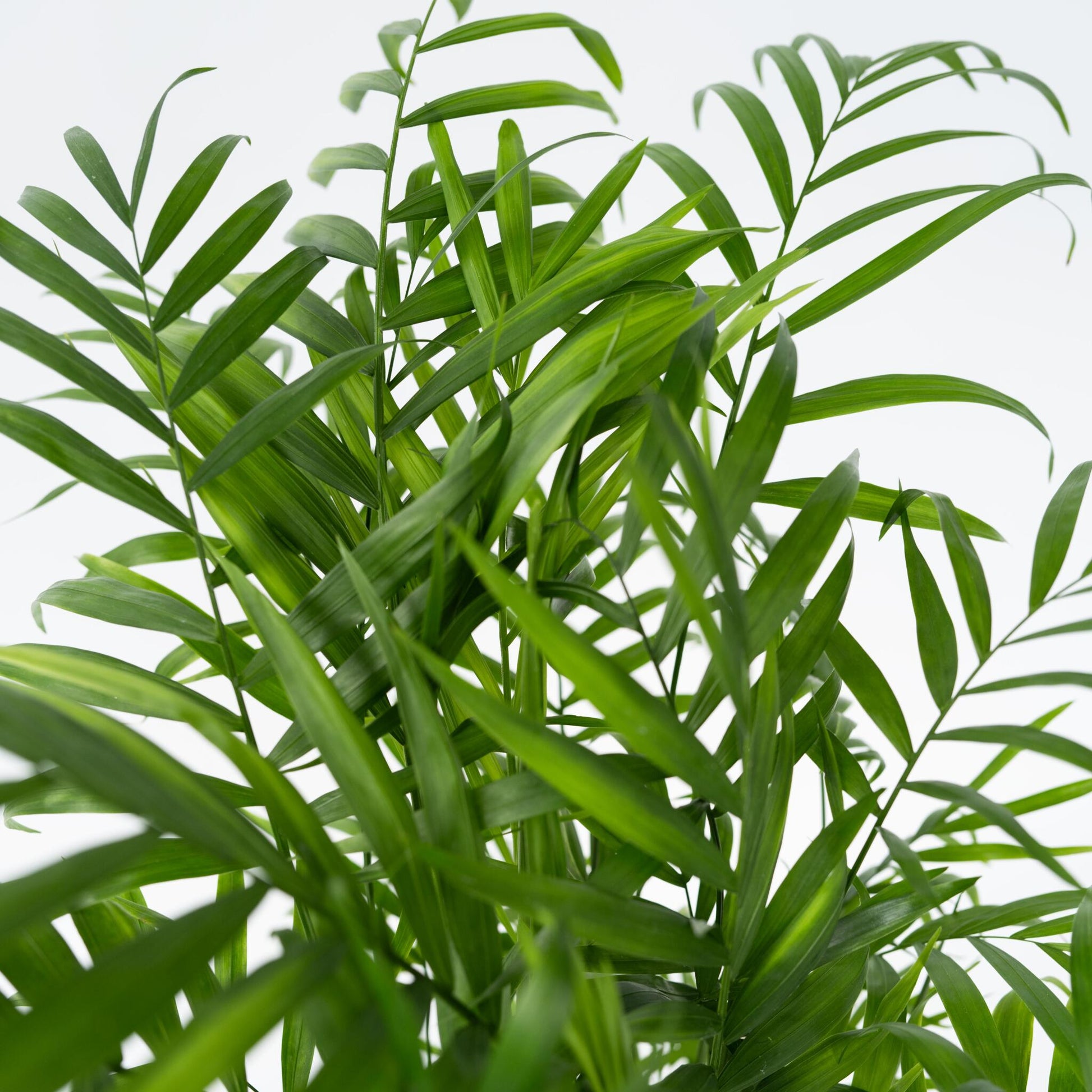 Pacaya - Palmera De Salón - Chamaedorea Elegans - Altura 50-60cm - ⌀17cm_3