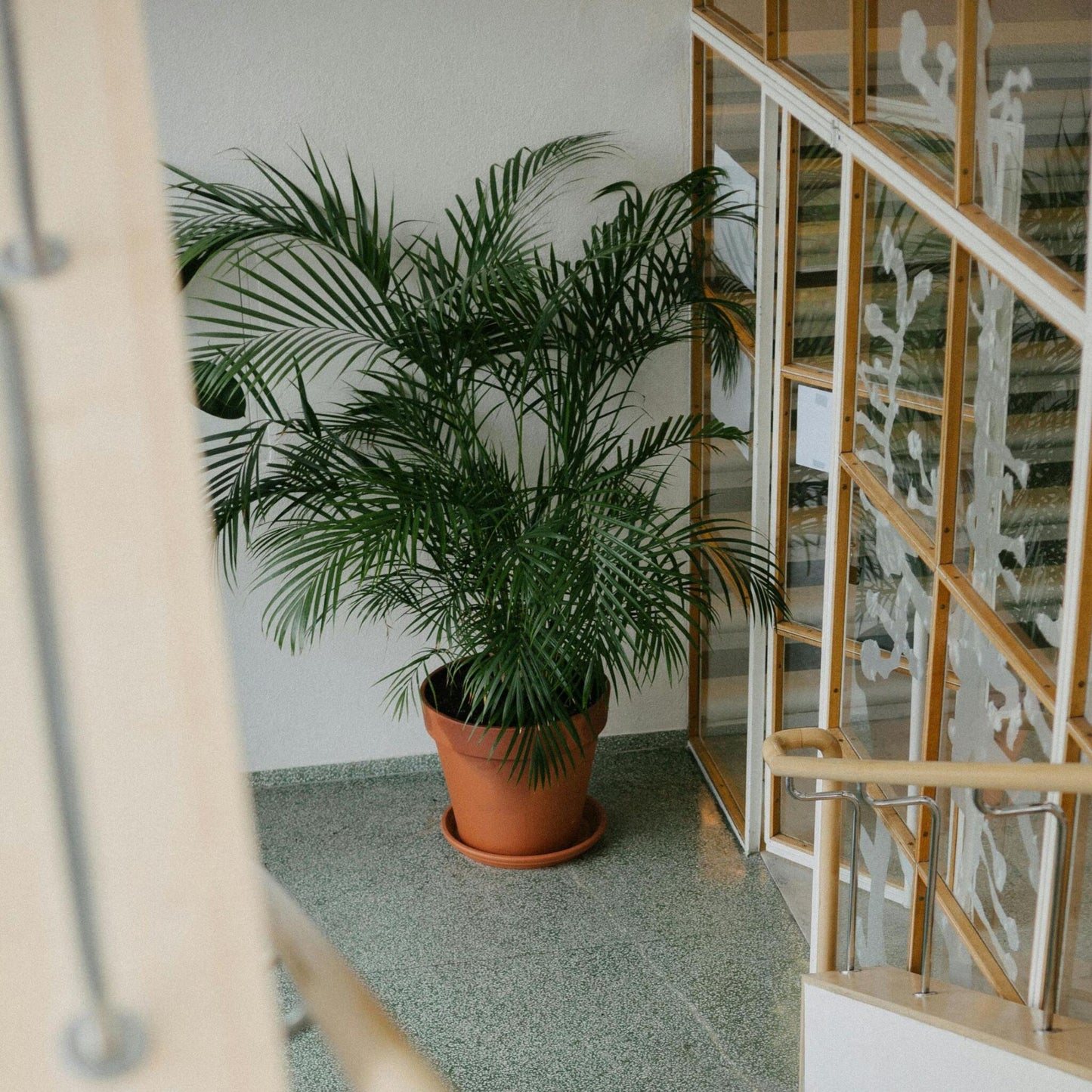 Pacaya - Palmera De Salón - Chamaedorea Elegans - Altura 80-90cm - ⌀20cm_1