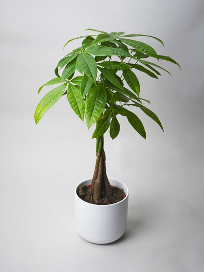 Pachira Aquatica | Altura 50cm - Maceta 12cm_0