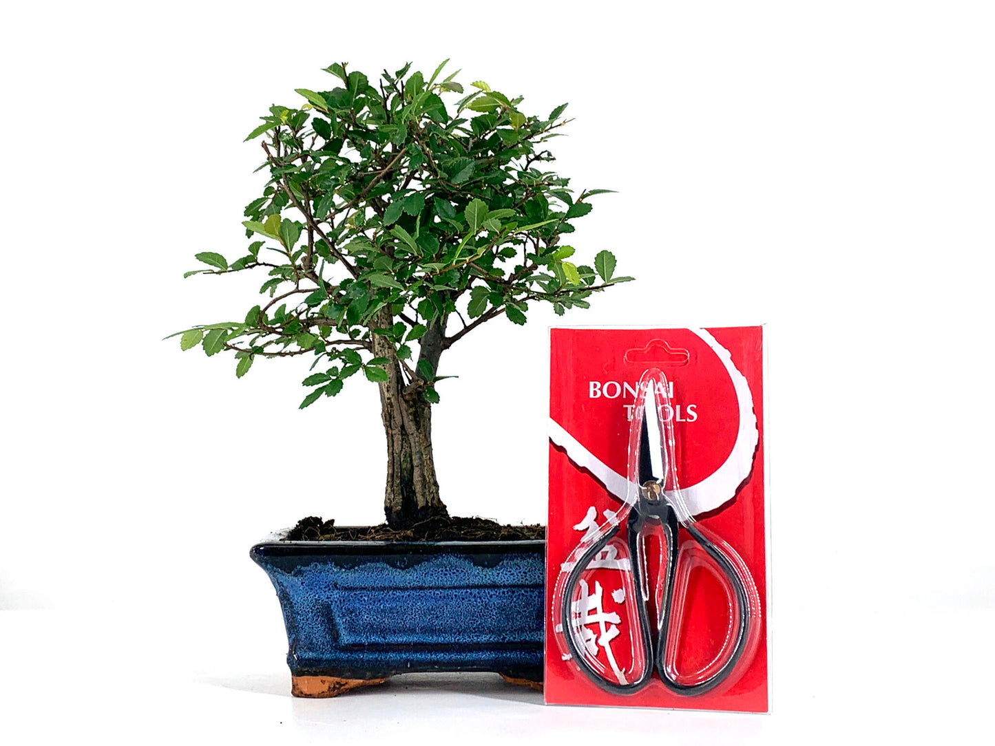 Pack Bonsái Zelkova 5 Años + Tijera_0