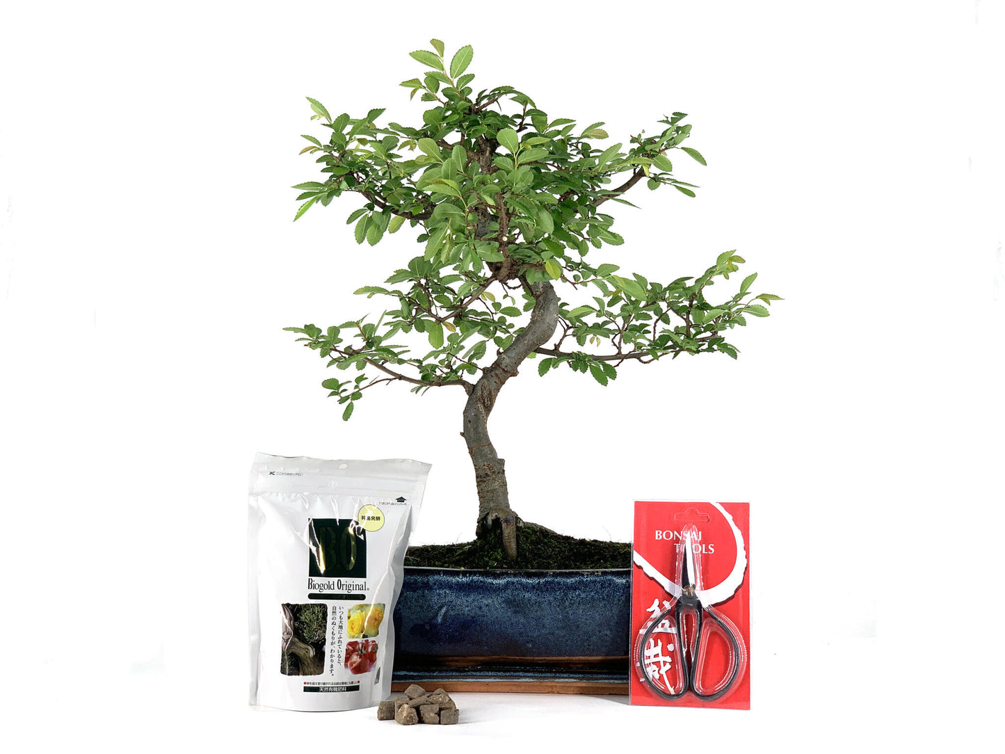 Pack Completo Bonsái Zelkova 10 Años + Plato, Tijera, Y Abono_0