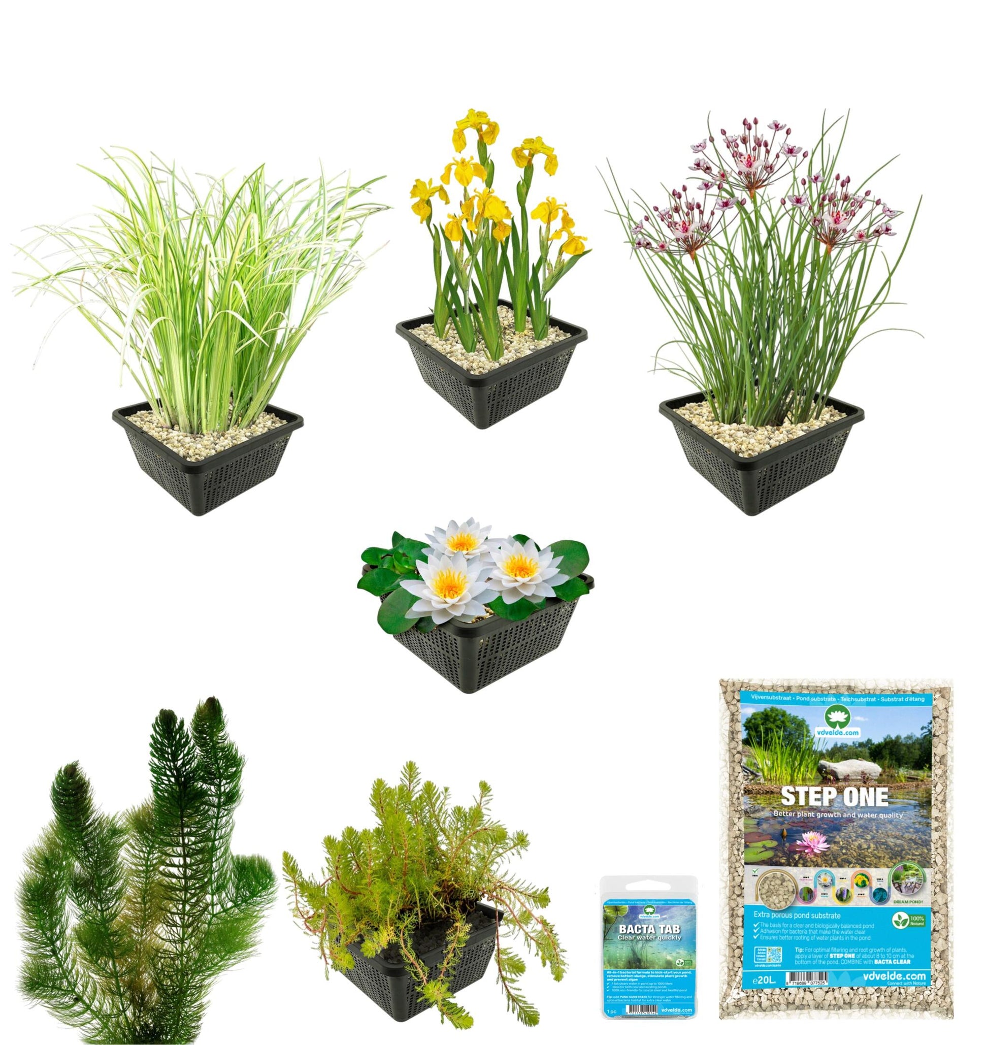 Pack Completo Estanque Autóctono 100-400l - Oxigenantes & Ribera_2