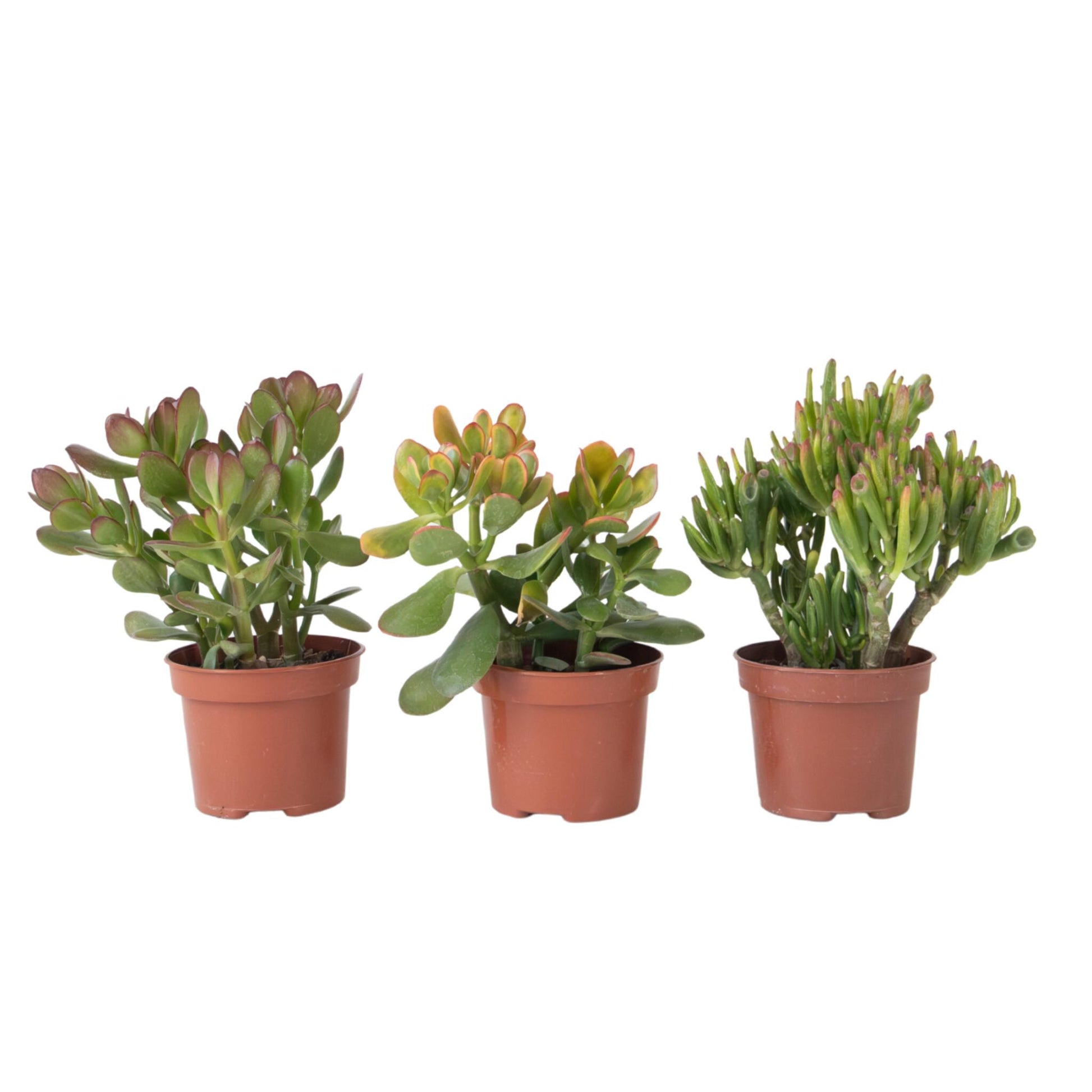 Pack De 3 - Crassula Minor Hobbit Sunset - Altura 10–25 Cm - Ø12 Cm_0