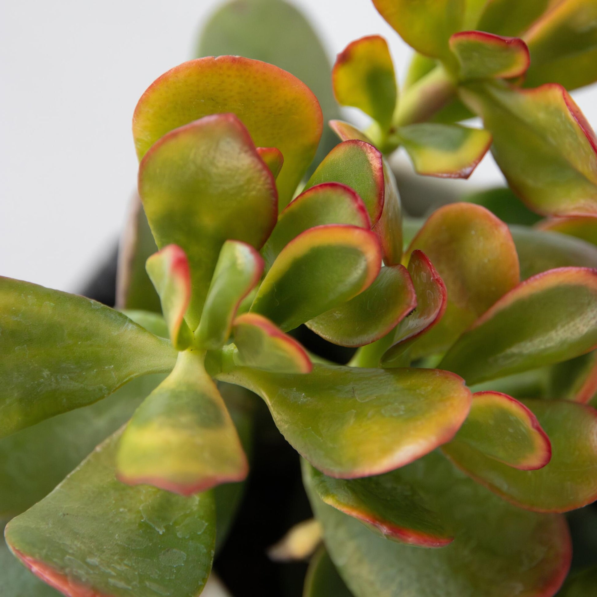 Pack De 3 - Crassula Minor Hobbit Sunset - Altura 10–25 Cm - Ø12 Cm_3