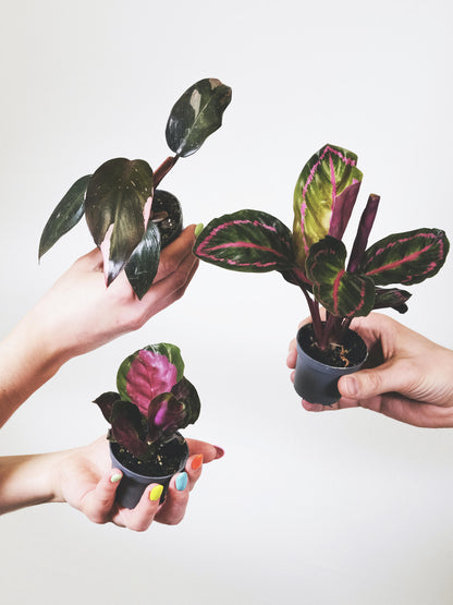 Pack De Mini Plantas - 6 Unidades_1