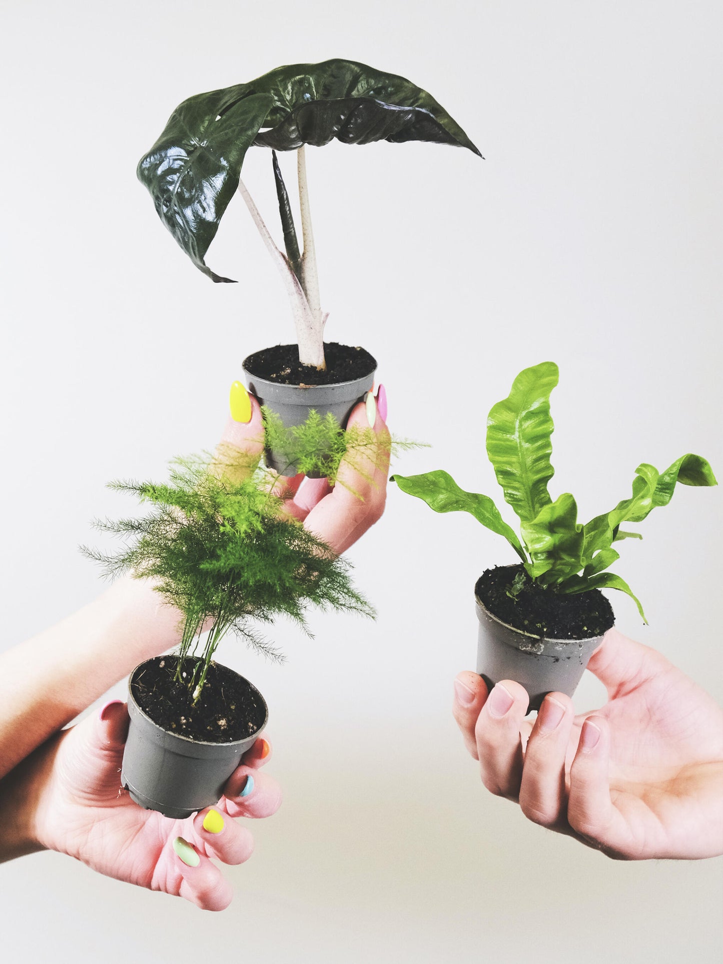 Pack De Mini Plantas - 6 Unidades_2