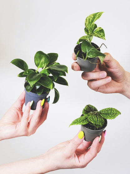 Pack De Mini Plantas - 6 Unidades_3