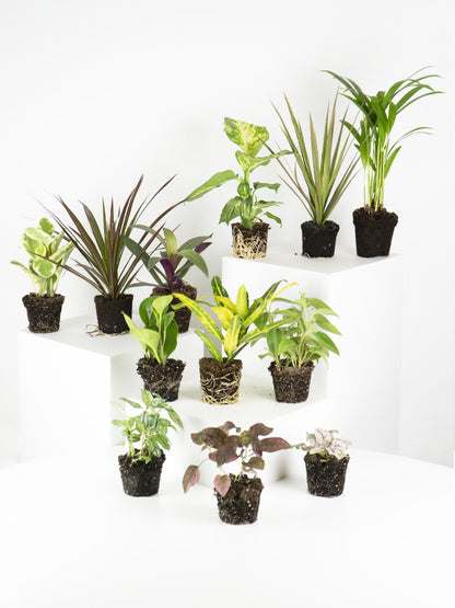 Pack De Mini Plantas - 6 Unidades_4