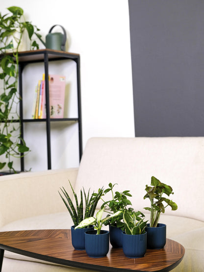 Pack De Mini Plantas - 6 Unidades_5