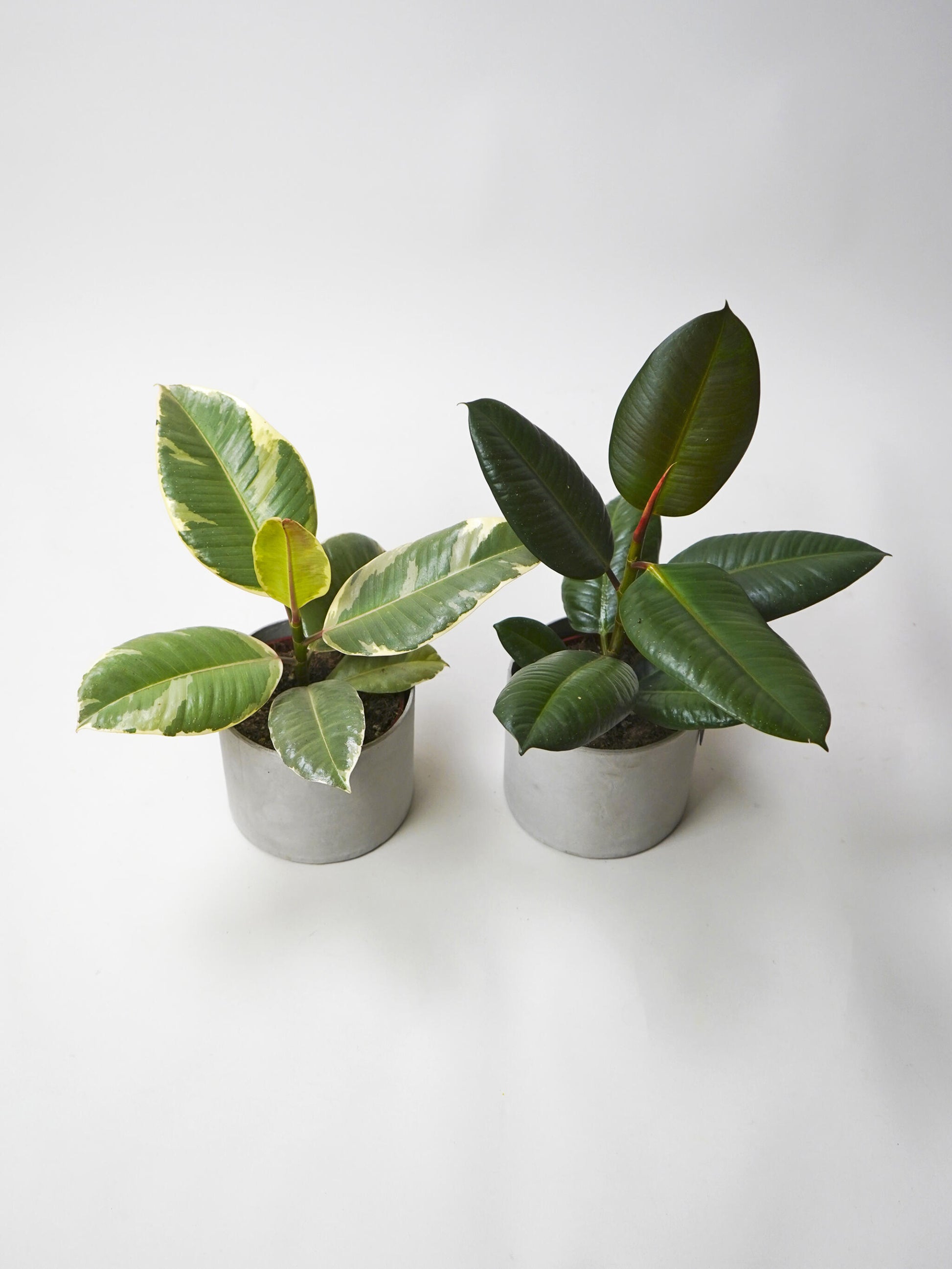 Pack Ficus_0