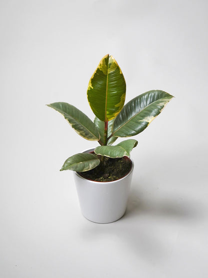 Pack Ficus_1