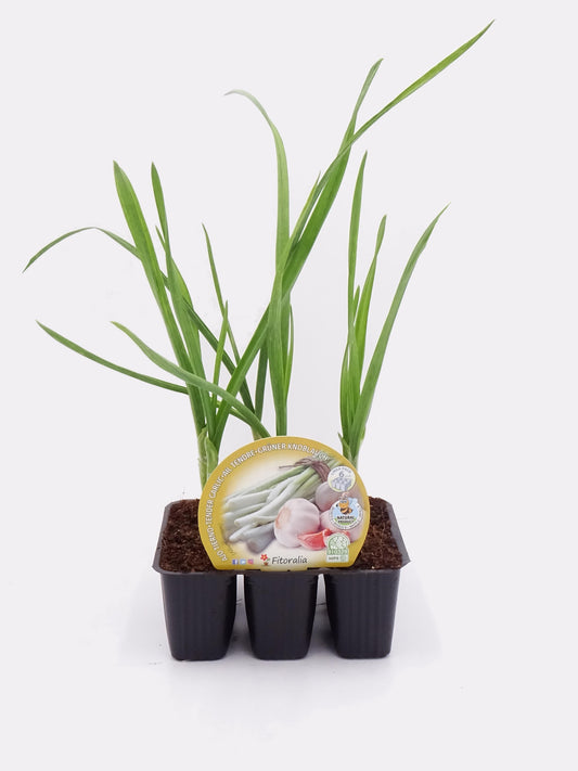 Pack Plantones Ajos 6 Ud. Natural - Fitoralia_0