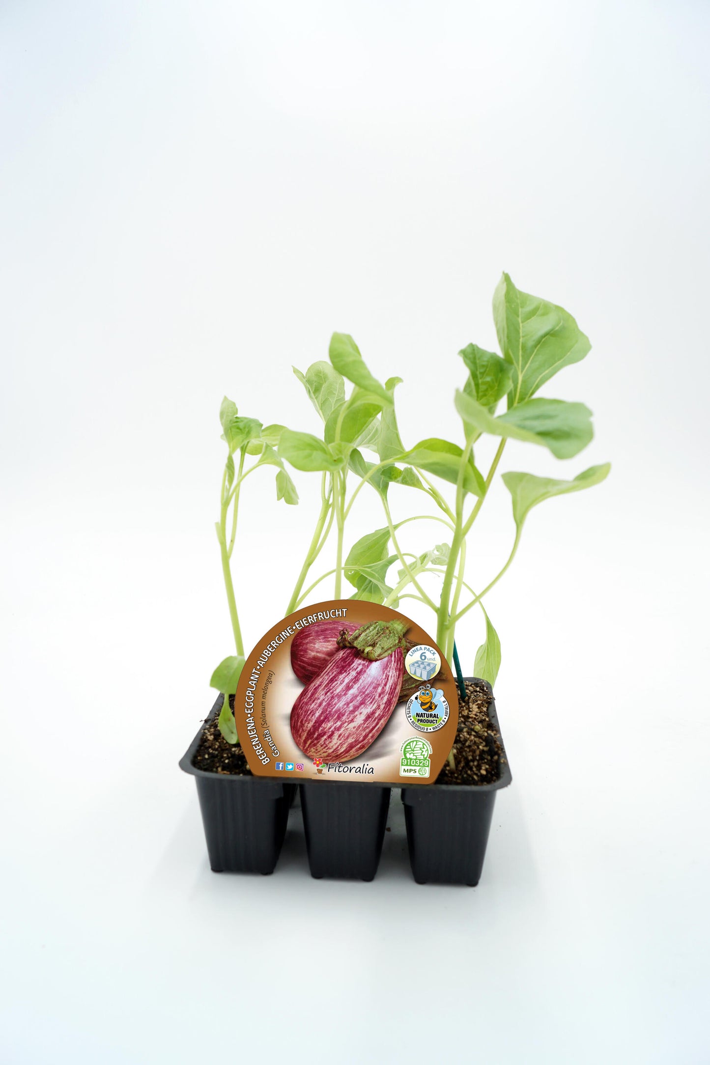 Pack Plantones Berenjena Gandia 6 Ud. Natural - Fitoralia_0
