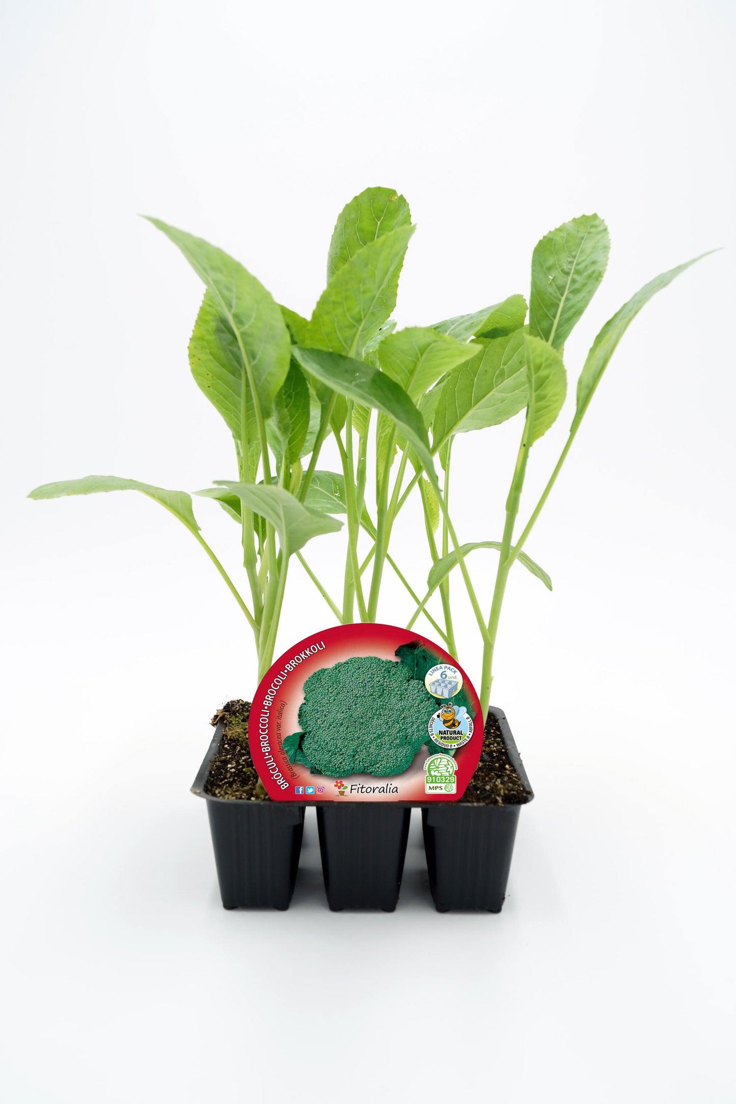 Pack Plantones Brócoli 6 Ud. Natural - Fitoralia_0