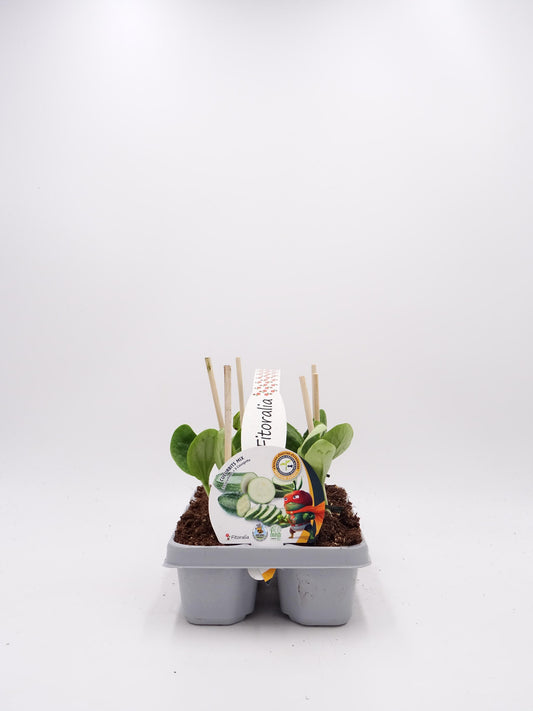 Pack Plantones Calabacin Y Pepino Mix Injertados E Hibridos 6 Ud. Natural – Fitoralia_0