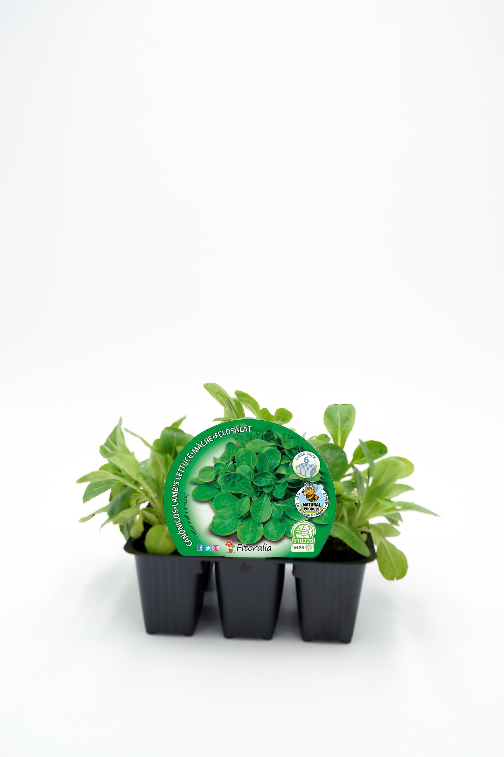 Pack Plantones Canónigos 6 Ud. Natural - Fitoralia_0