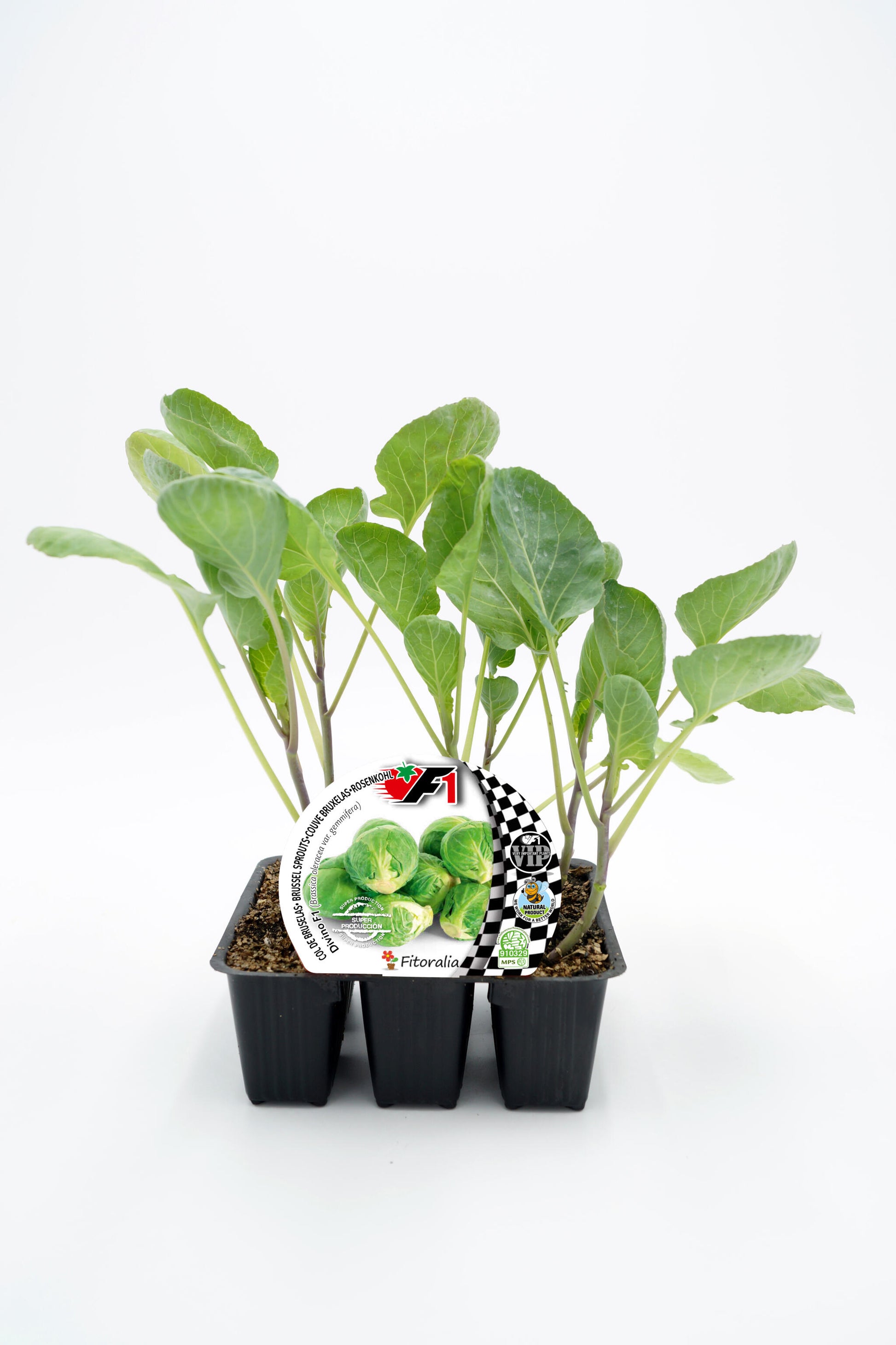 Pack Plantones Col Bruselas Híbrida F1 Divino 6 Ud. Natural - Fitoralia_0
