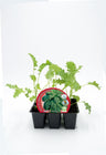 Pack Plantões De Couve Kale 6 Un. Natural - Fitoralia
