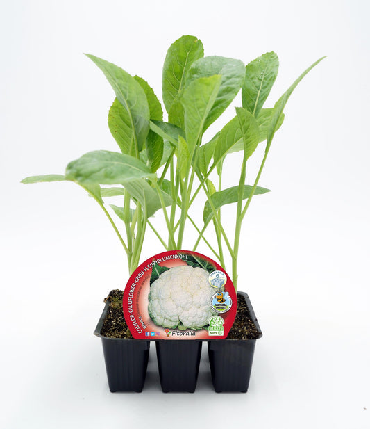 Pack Plantones Coliflor Blanca 12 Ud. Natural - Fitoralia_0