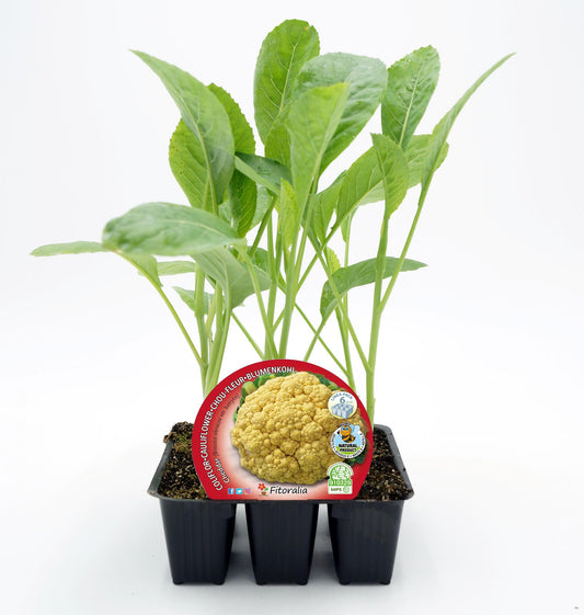 Pack Plantones Coliflor Híbrida F1 Amarilla Cheddar 6 Ud. Natural - Fitoralia_0