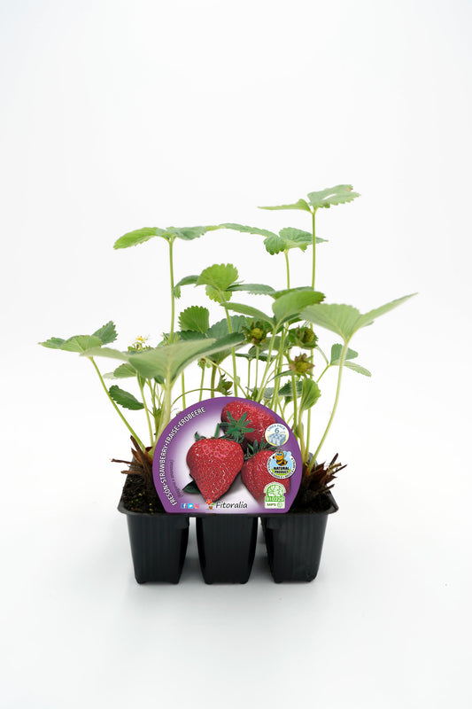 Pack Plantones Fresón 6 Ud. Natural - Fitoralia_0