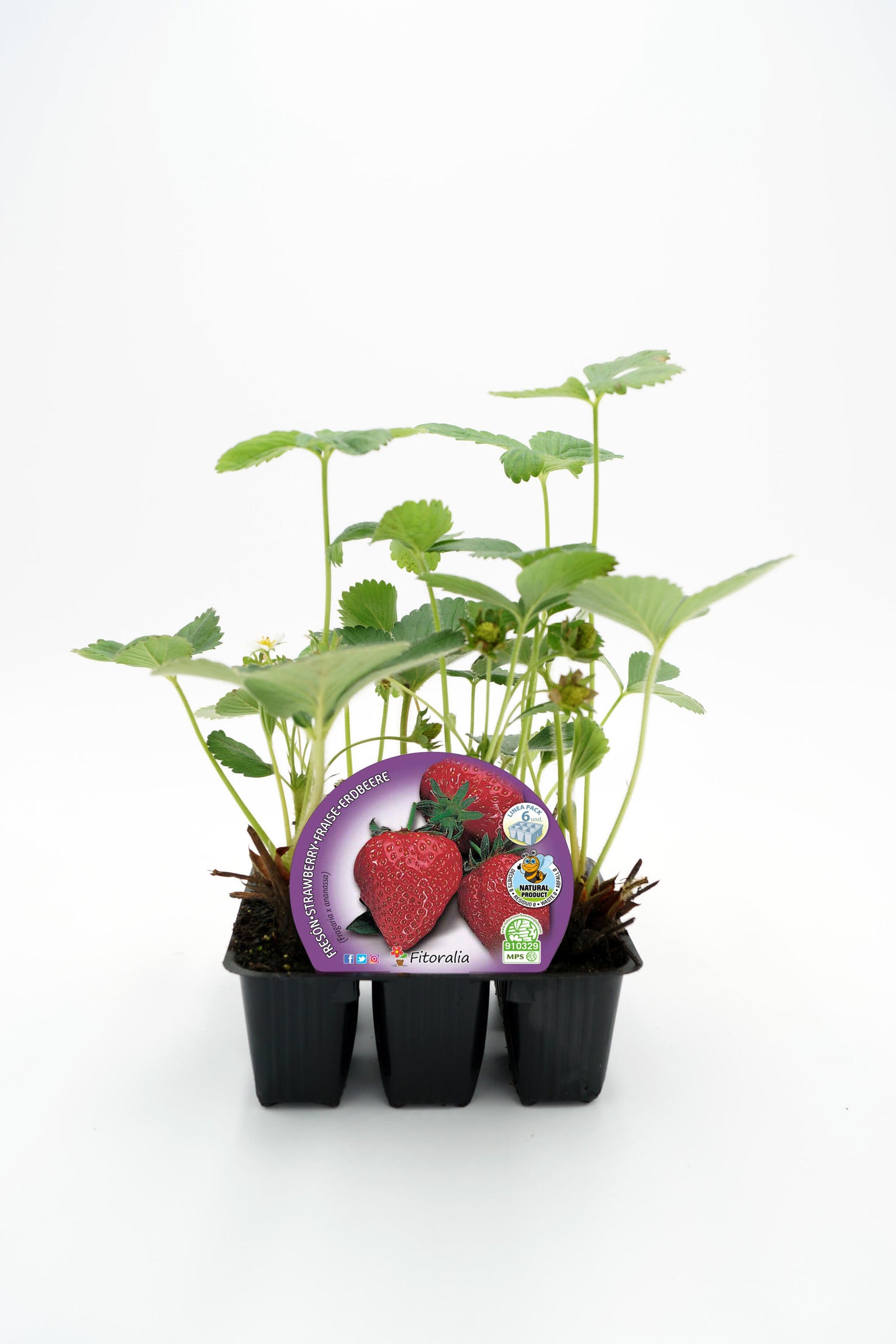 Pack Plantones Fresón 6 Ud. Natural - Fitoralia_0