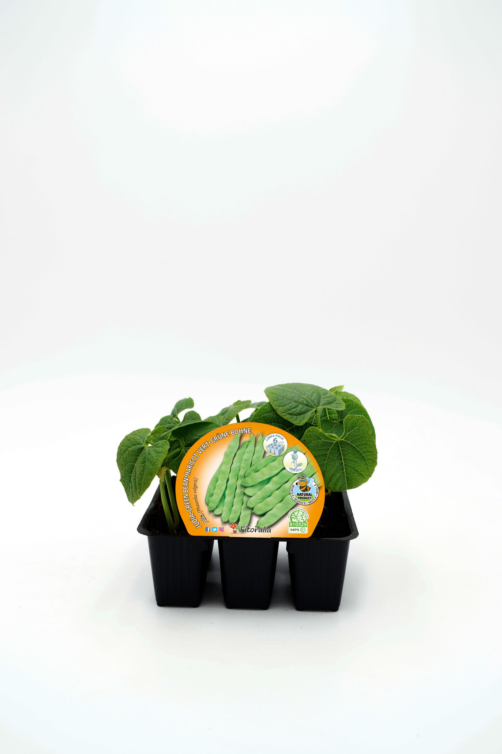 Pack Plantones Judía Mata Alta 6 Ud. Natural - Fitoralia_0