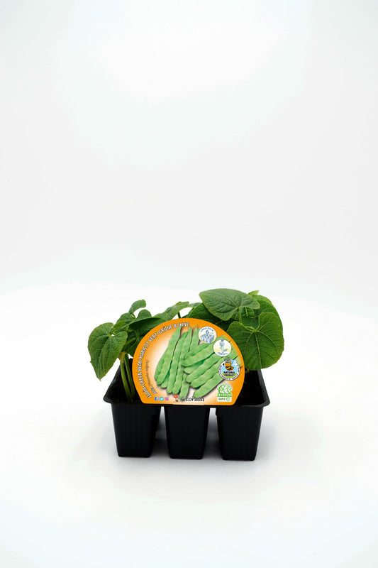 Pack Plantones Judía Mata Alta 6 Ud. Natural - Fitoralia_0