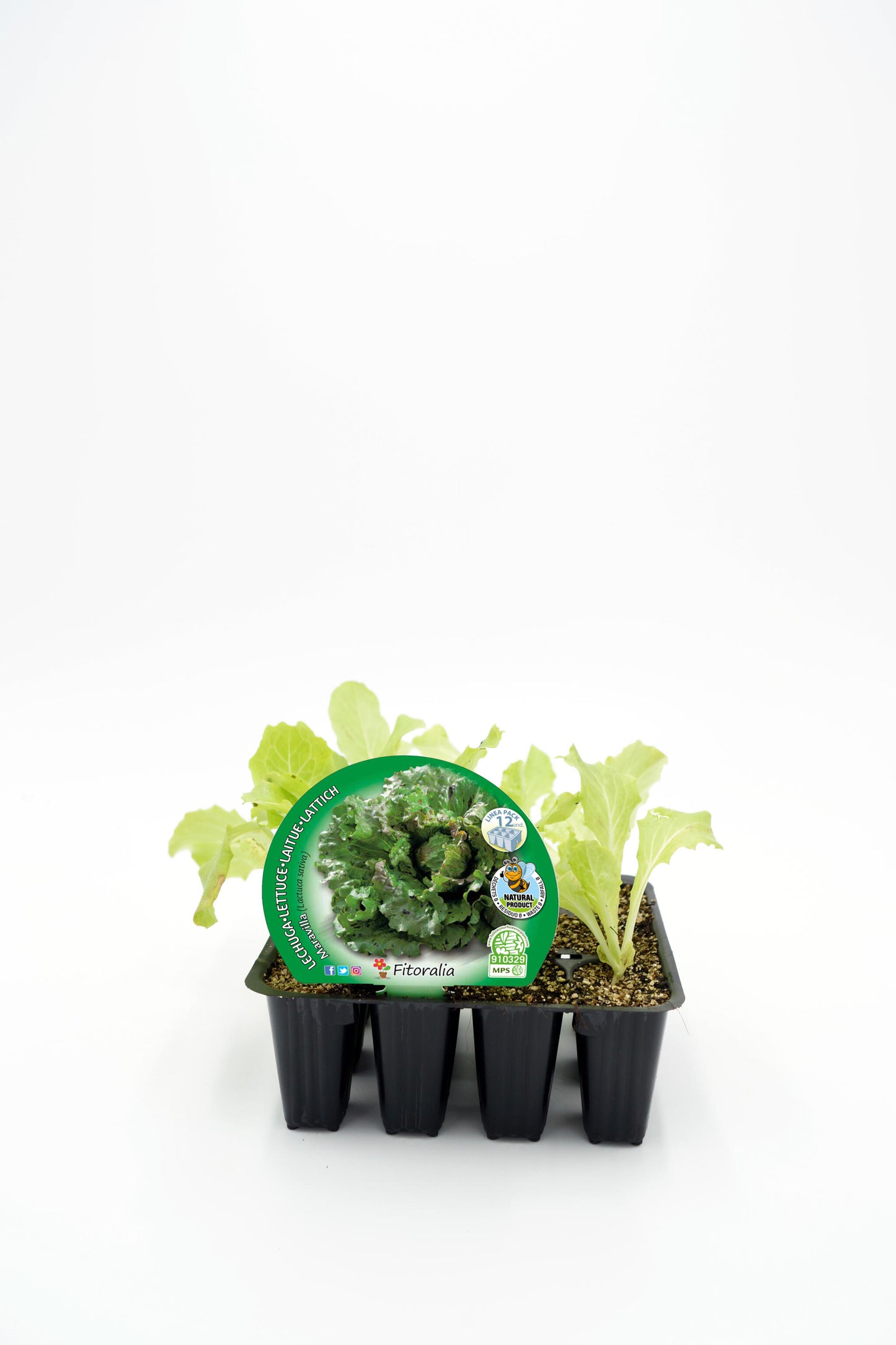 Pack Plantones Lechuga Maravilla 12 Ud. Natural - Fitoralia_0