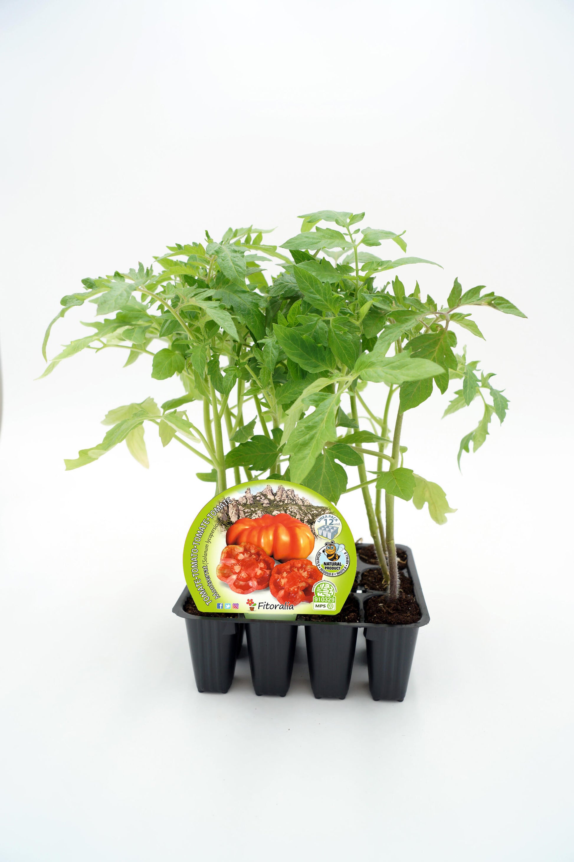 Pack Plantones Tomate Montserrat 12 Ud. Natural - Fitoralia_0