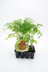 Pack Plantões De Tomate Rosa 12 Un. Natural - Fitoralia