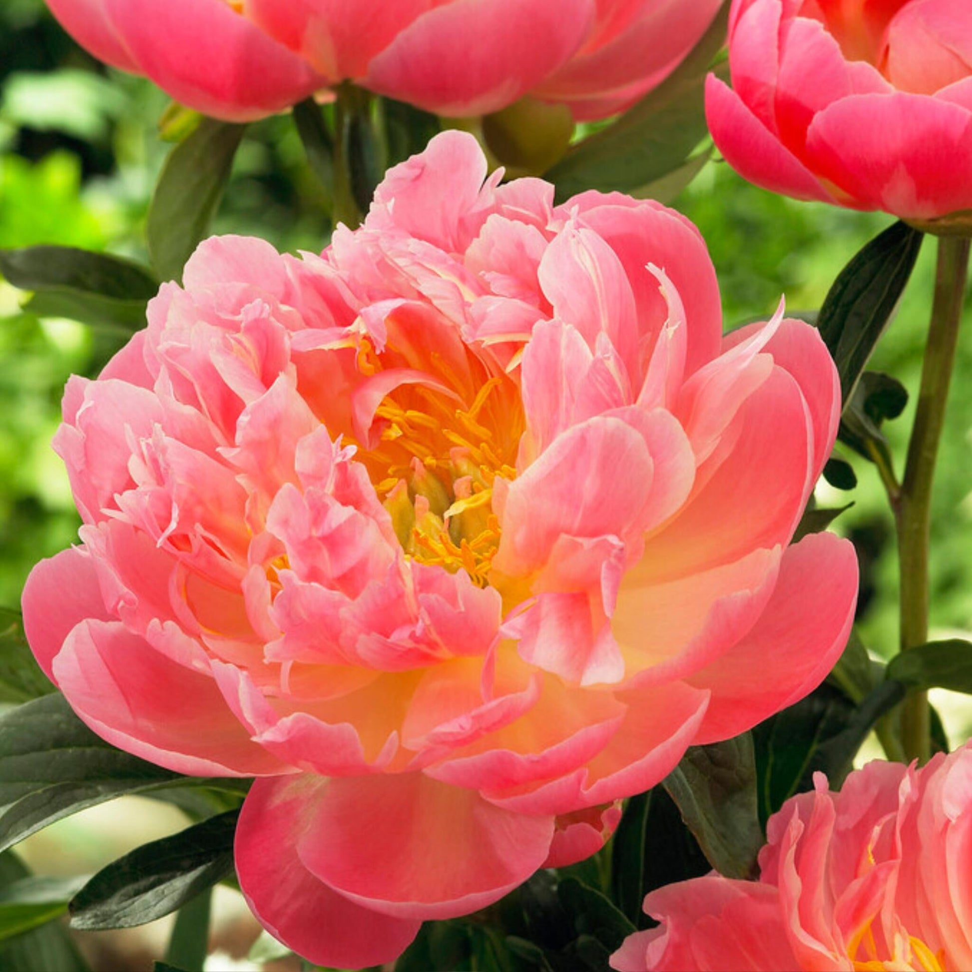Paeoniaceae - 2 Pzs - Paeonia 'pink Hawaiian Coral' - Cepellones - Rosa_3