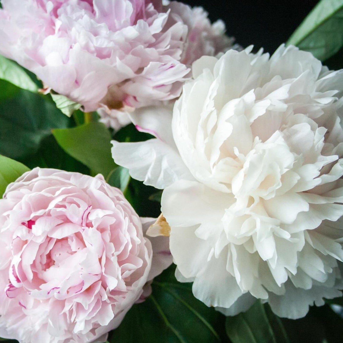 Paeoniaceae - 4 Pzs - Paeonia - Cepellones - Rosa_1