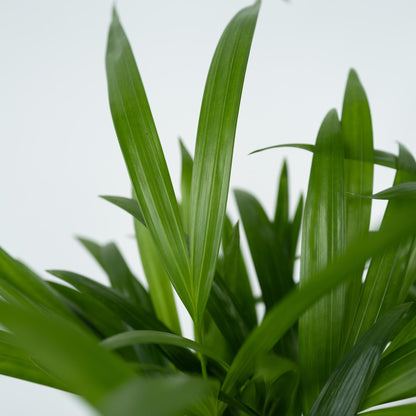 Palma Areca - 3 Pzs - Dypsis Lutescens - Altura 30-45cm - ⌀12cm_3