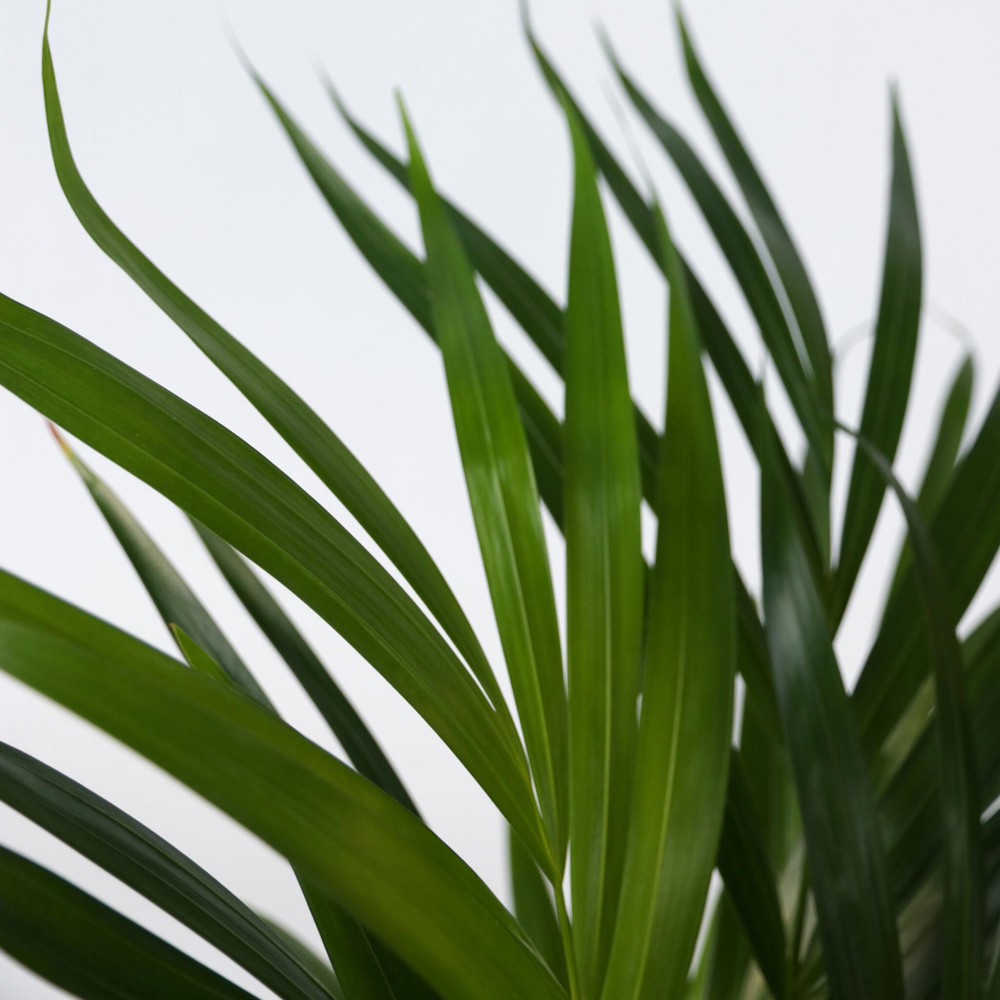 Palma Areca - 4 Pzs - Dypsis Lutescens - Altura 60-70cm - ⌀17cm_3