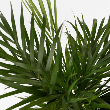 Palma Areca - Dypsis Lutescens - Altura 100-120cm - ⌀21cm_3