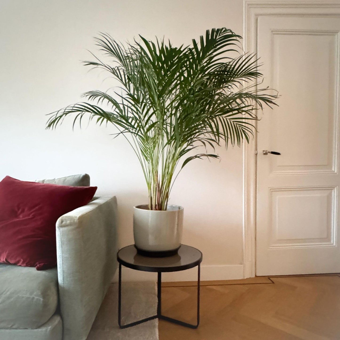 Palma Areca - Dypsis Lutescens - Altura 100-120cm - ⌀21cm_4