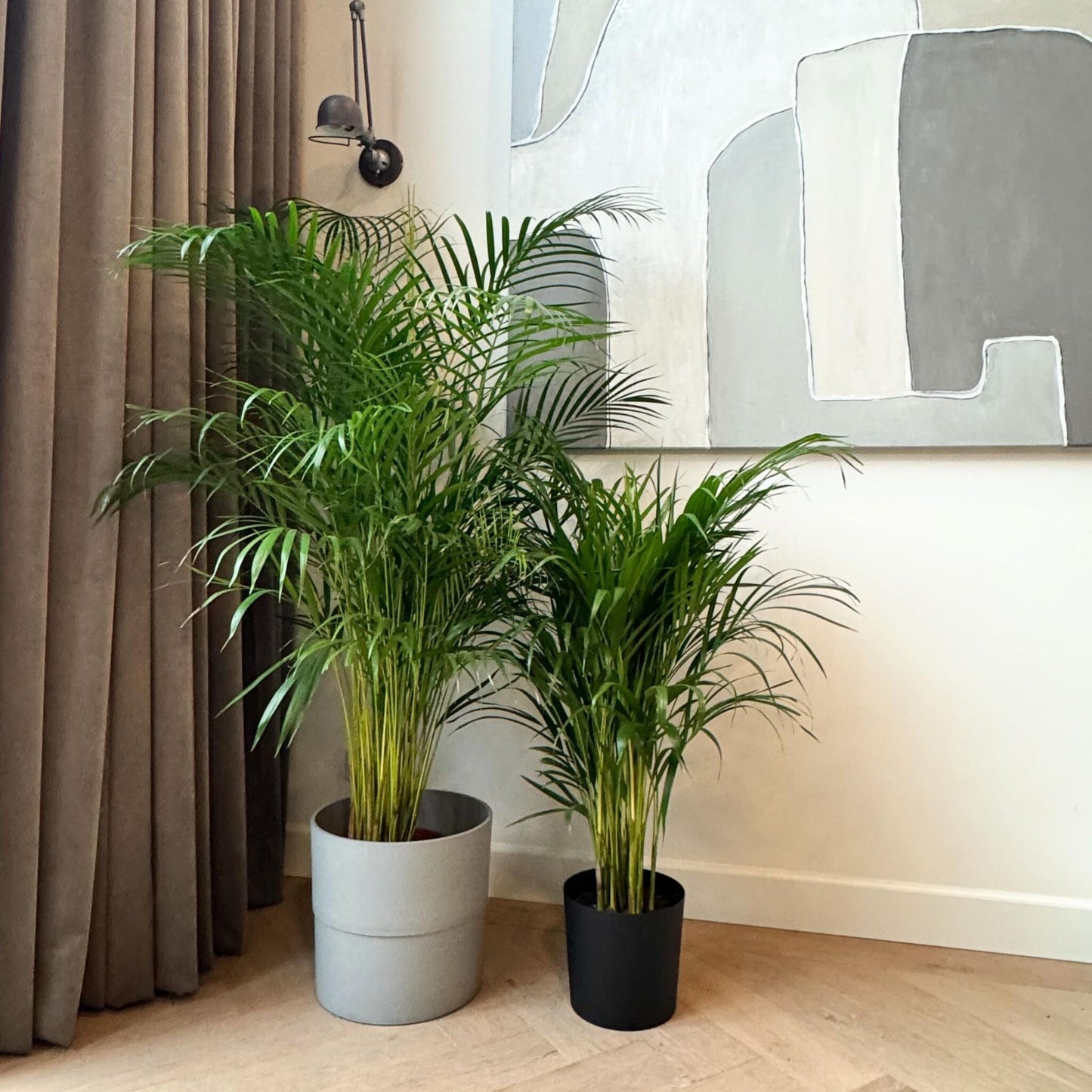 Palma Areca - Dypsis Lutescens - Altura 140-150cm - ⌀27cm_1