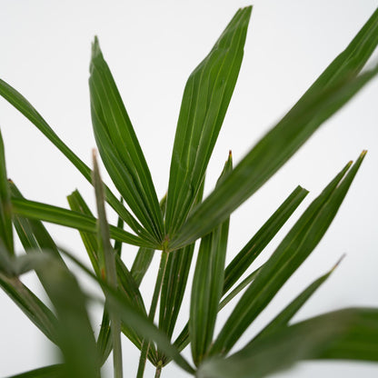 Palma De China - 2 Pzs - Trachycarpus Fortunei - Altura 35-45cm - ⌀15cm_3