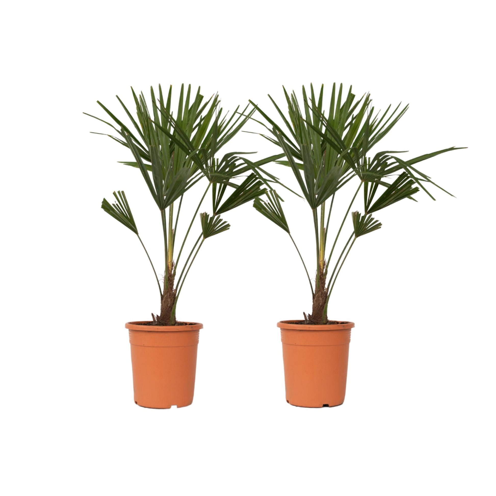 Palma De China - 2 Pzs - Trachycarpus Fortunei - Altura 65-75cm - ⌀21cm_0