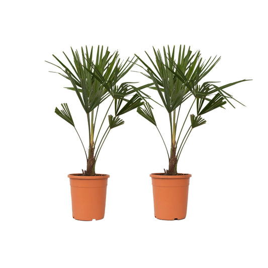Palma De China - 2 Pzs - Trachycarpus Fortunei - Altura 65-75cm - ⌀21cm_0