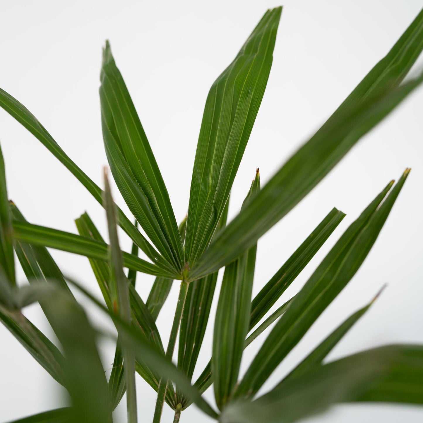 Palma De China - 2 Pzs - Trachycarpus Fortunei - Altura 65-75cm - ⌀21cm_3