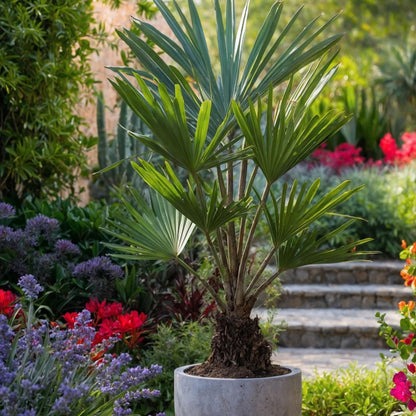 Palma De China - Trachycarpus Fortunei - Altura 65-75cm - ⌀21cm_4