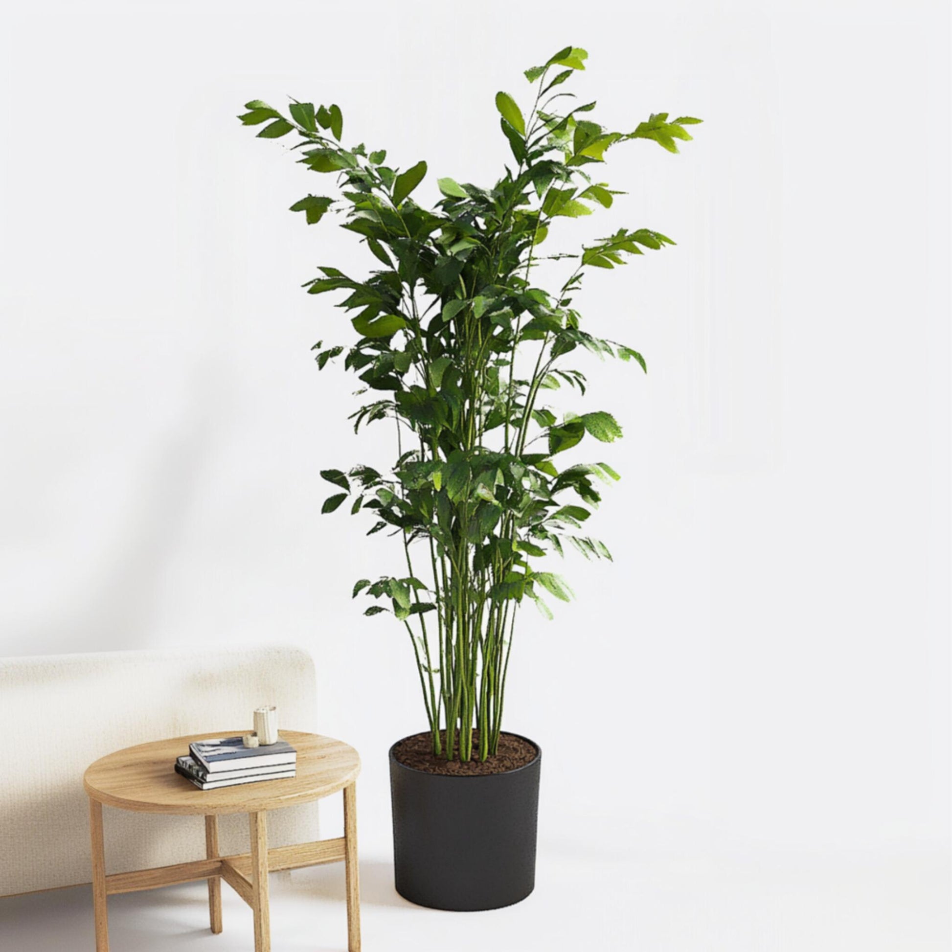 Palma De Cola De Pescado - Caryota Mitis - Altura 120-130cm - ⌀27cm_1