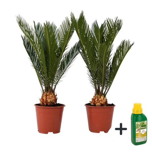 Palma De Sagú - 2 Pzs - Cycas Revoluta - Altura 45-60cm - ⌀15cm_0